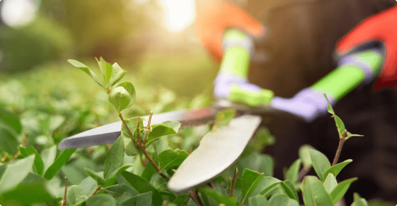 Jardinagem: entenda por que terceirizar esse serviço
